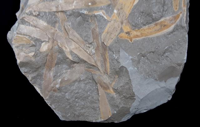 Podozamites distans (PRESL in STERNBERG 1838) - Bild © FossNet FossilienStore